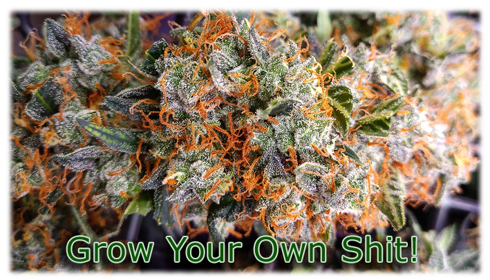 Eigenanbau von Cannabis